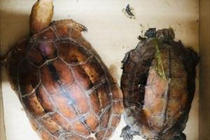 Quảng Trị khởi tố vụ mua bán 2 cá thể rùa quý hiếm