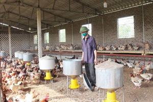 Hiệu quả hoạt động Tổ hội nghề nghiệp chăn nuôi gà sinh sản xã Nghĩa Dân