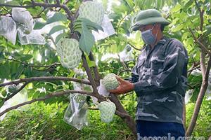 Chuyển đổi cây trồng thích ứng hiệu quả ở Sơn La