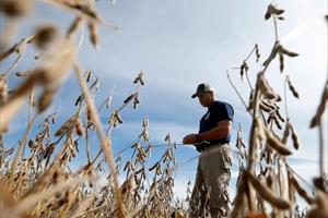 Khó khăn bủa vây nông dân Mỹ