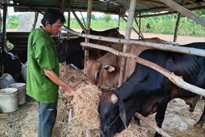 Phú Yên phát triển đàn bò lai