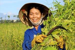 Tìm giải pháp thúc đẩy sản xuất cây vừng ổn định và bền vững ở Nghệ An