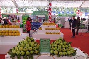 Đu đủ sạch của HTX nông nghiệp Khánh Phong đạt OCOP 4 sao 