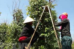 Giá tiêu đầu năm tăng gần gấp đôi, nông dân Bình Phước phấn khởi