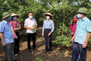 Thái Nguyên giúp nông dân tiêu thụ na