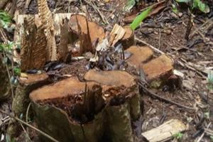 Đắk Nông: Nhiều cây gỗ bị xẻ “thịt”, chủ rừng không ngăn chặn kịp thời