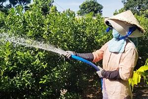 Phú Yên: Quất Tết rụng trái liên tục, nhà vườn lo lắng