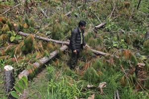 Bàn giải pháp bảo vệ rừng bền vững ở Tây Nguyên 