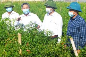 Cộng đồng dân cư giám sát truy xuất nguồn gốc sản xuất rau VietGAP ở xã Tượng Sơn