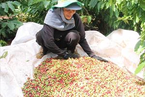 Liên kết sản xuất cà phê, hồ tiêu sạch bền vững ở Tây Nguyên