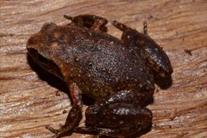 Hà Tĩnh: Phát hiện loài ếch tí hon dài 144mm tại Vườn quốc gia Vũ Quang