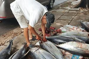 Phú Yên hợp tác xuất khẩu cá ngừ đại dương với “vua cá ngừ Nhật Bản”
