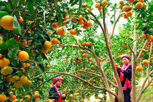 Giải pháp nào để nông nghiệp Tuyên Quang có nhiều đột phá?