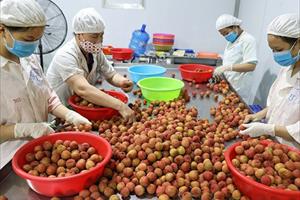 Nâng cao năng lực cạnh tranh để trái cây Việt tiếp cận các thị trường “khó tính”
