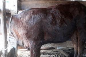 Quảng Ngãi: Bình Sơn triển khai tiêm phòng vắc-xin viêm da nổi cục trâu, bò