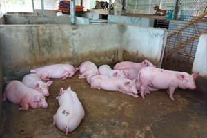  Nhiều địa phương ở Nghệ An tái phát dịch tả lợn châu Phi