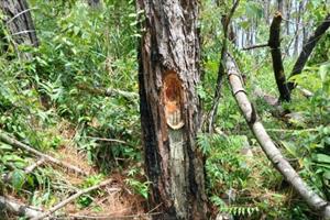 Rừng thông ở Quảng Nam bị đầu độc bằng hóa chất