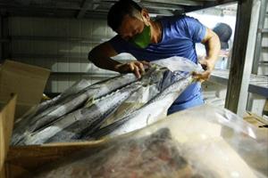 Giải pháp gỡ khó cho hàng chục nghìn tấn hải sản “đóng băng”?