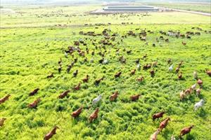 Đàn bò tại trang trại Ia Puch và quy trình chăm sóc đặc biệt