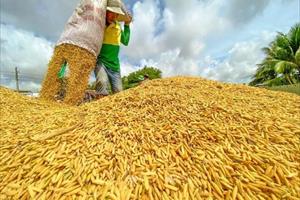 Sản lượng lúa cả nước trong năm 2021 tăng 1,1 triệu tấn
