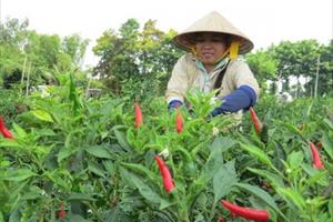 Nông dân ''trúng'' đậm vì giá ớt tăng cao kỷ lục dịp cuối năm