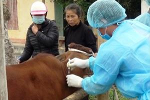 Thị xã Nghi Sơn (Thanh Hóa): Tăng cường phòng, chống dịch bệnh viêm da nổi cục trên đàn trâu, bò