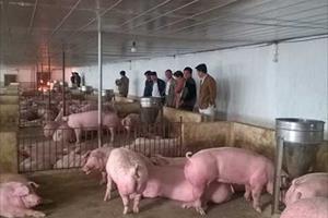 Giảm thiệt hại cho chăn nuôi lợn thời dịch chồng dịch: Liên kết theo nhóm