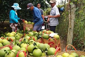 Nhà vườn Tiền Giang đưa hơn 75.000 tấn trái vào thị trường Tết