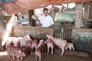 Hệ lụy và giải pháp ứng phó trước “bão giá” thức ăn chăn nuôi