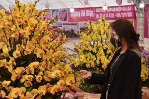 Chợ hoa xuân Long Biên chuẩn bị đón khách