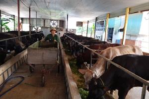 Hà Nội tập trung các biện pháp phòng, chống dịch bệnh trên đàn gia súc, gia cầm