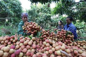 Để nông sản Việt đi nhanh trên “cao tốc EVFTA”