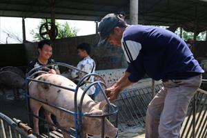 Giá lợn hơi giảm mạnh, hiện ở mức 55.000 - 60.000 đồng/kg