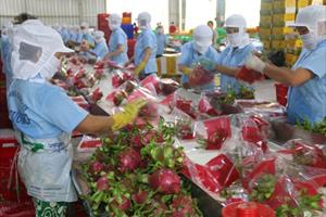 Nông sản Việt “tăng tốc” xuất khẩu sang thị trường Mỹ