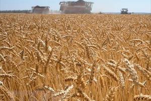 Xung đột Nga-Ukraine chi phối diễn biến của các mặt hàng nông sản