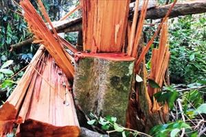 Rừng phòng hộ ở Quảng Nam tiếp tục bị “xẻ thịt”