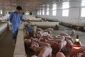 Giá lợn hơi chạm mốc 70.000 đồng/kg