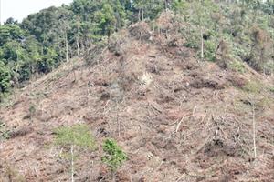 Bắc Giang đề ra nhiều giải pháp ngăn chặn phá rừng trái pháp luật