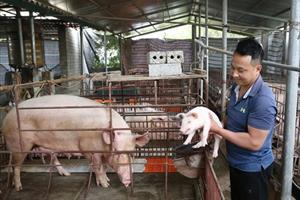 Tự chủ con giống trong chăn nuôi lợn: Tiết kiệm chi phí, giảm dịch bệnh