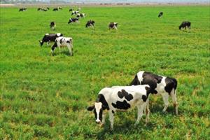 Vinamilk rót thêm hàng chục triệu USD vào resort bò sữa organic tại Lào