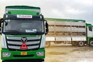 THILOGI đẩy mạnh dịch vụ vận chuyển gia súc