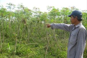 Phát triển cây sắn bền vững: Cần liên kết chặt chẽ giữa nông dân với DN 