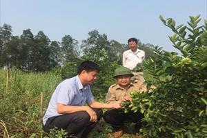 Nhà vườn Đô Lương thu nhập cao từ trồng chanh không hạt