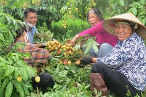 Người dân Thanh Hà tấp nập thu hoạch vải đầu mùa