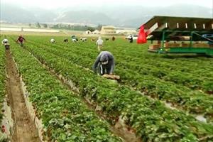 Trung Quốc dùng công nghệ AI giảm thiệt hại trong sản xuất nông nghiệp