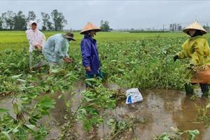 Gần 20.000ha lúa, rau màu bị ngập, đổ ngã do mưa lớn ở Quảng Nam