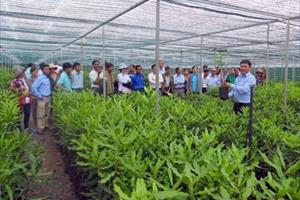 Bắc Giang: Tăng cường quản lý chất lượng giống cây mắc ca