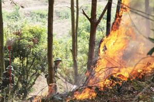Bắc Giang triển khai các biện pháp phòng cháy, chữa cháy rừng