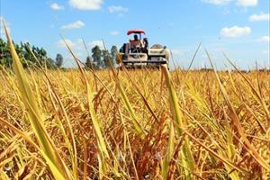 Khuyến khích nông dân sử dụng giống lúa chất lượng cao, đáp ứng xuất khẩu