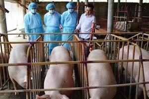 Tin NN ĐBSH: Dự kiến hỗ trợ 5.000 con lợn nái hậu bị để tái đàn